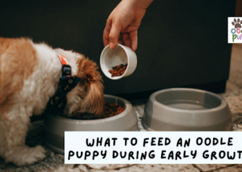 What to Feed an Oodle Puppy During Early Growth