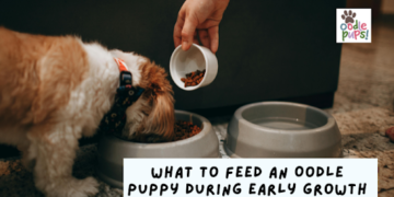 What to Feed an Oodle Puppy During Early Growth