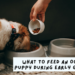 What to Feed an Oodle Puppy During Early Growth