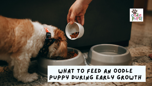 What to Feed an Oodle Puppy During Early Growth