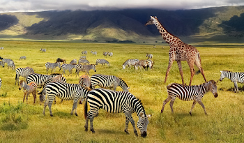 The Ultimate Guide to Planning a Tanzania Trip