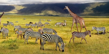 The Ultimate Guide to Planning a Tanzania Trip