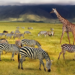 The Ultimate Guide to Planning a Tanzania Trip